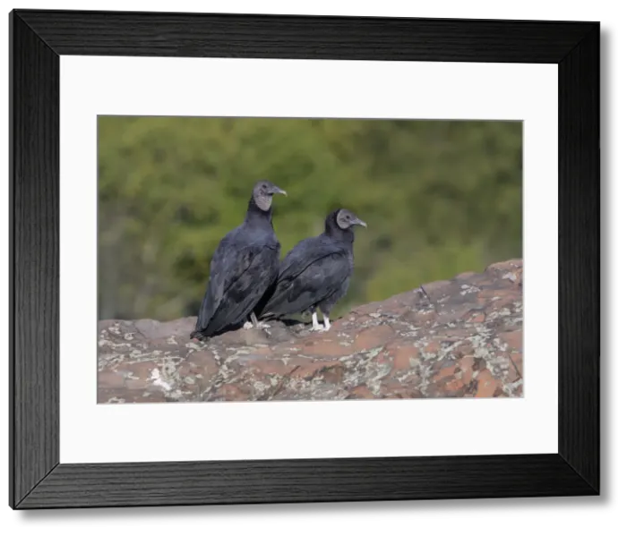 Framed Print : Picture No. 11992497 Framed Print : Picture No. 11992497