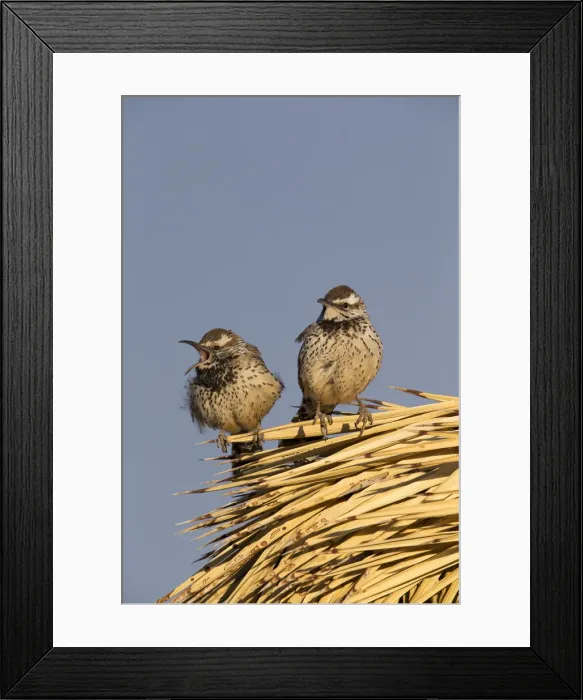 Framed Print : Picture No. 11992498 Framed Print : Picture No. 11992498