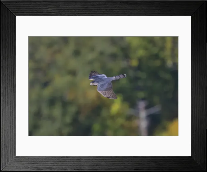 Framed Print : Picture No. 11992499 Framed Print : Picture No. 11992499