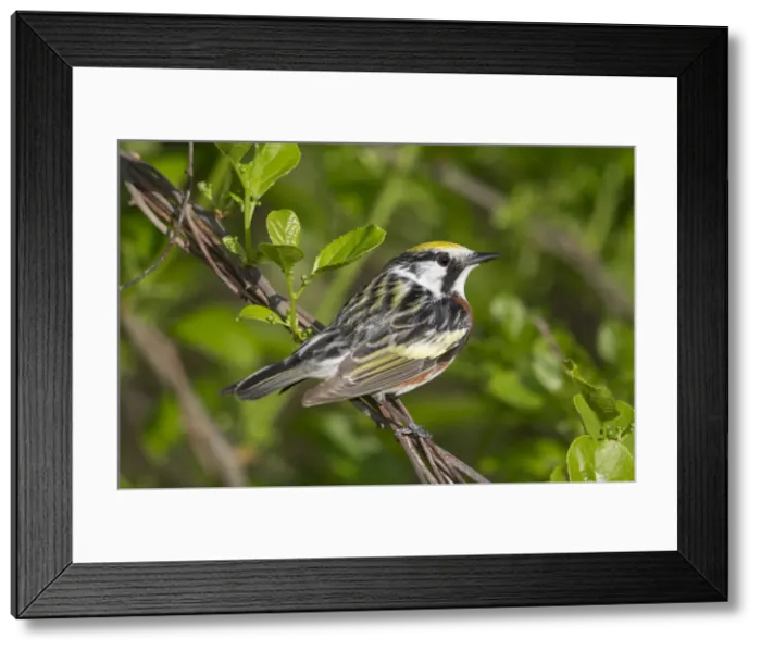 Framed Print : Picture No. 11992500 Framed Print : Picture No. 11992500