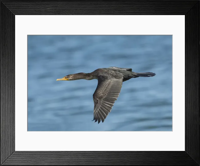 Framed Print : Picture No. 11992501 Framed Print : Picture No. 11992501