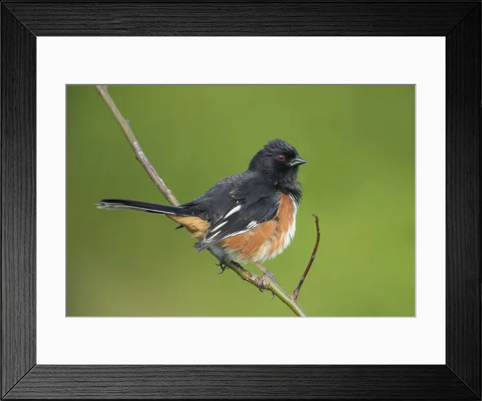 Framed Print : Picture No. 11992504 Framed Print : Picture No. 11992504