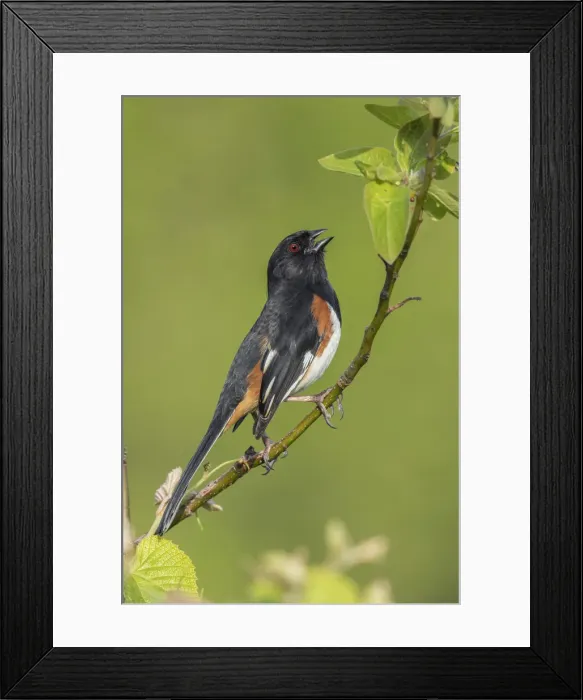 Framed Print : Picture No. 11992505 Framed Print : Picture No. 11992505