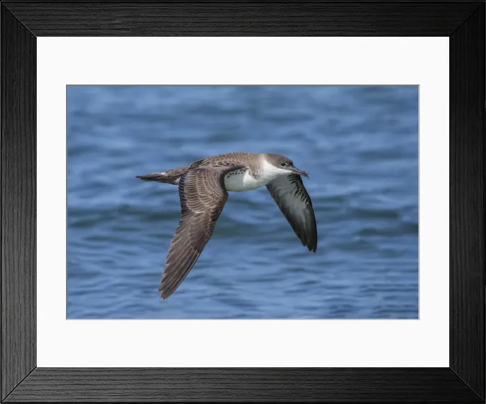 Framed Print : Picture No. 11992506 Framed Print : Picture No. 11992506