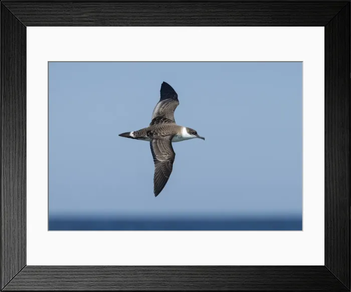 Framed Print : Picture No. 11992507 Framed Print : Picture No. 11992507