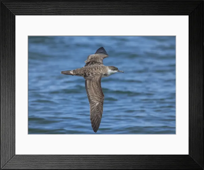 Framed Print : Picture No. 11992508 Framed Print : Picture No. 11992508
