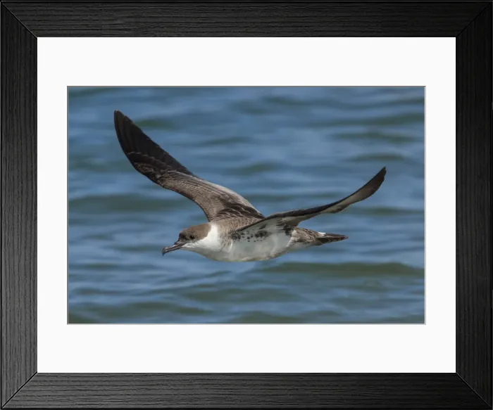 Framed Print : Picture No. 11992509 Framed Print : Picture No. 11992509