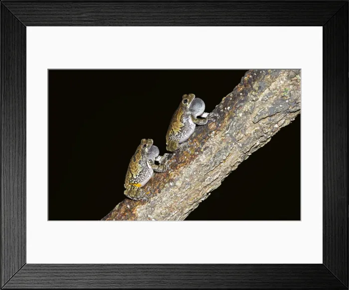 Framed Print : Picture No. 11992510 Framed Print : Picture No. 11992510