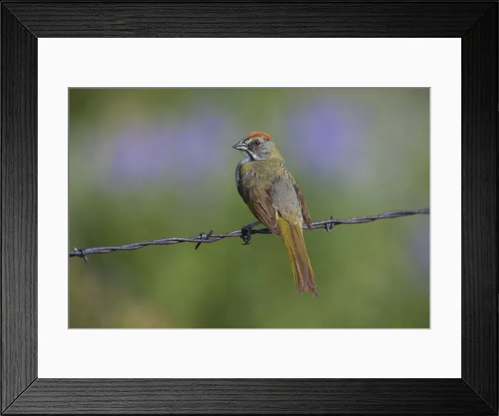 Framed Print : Picture No. 11992511 Framed Print : Picture No. 11992511