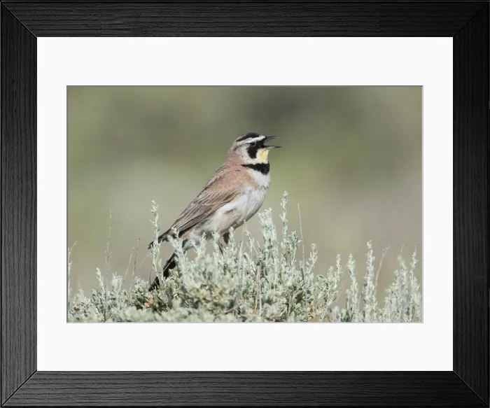 Framed Print : Picture No. 11992513 Framed Print : Picture No. 11992513