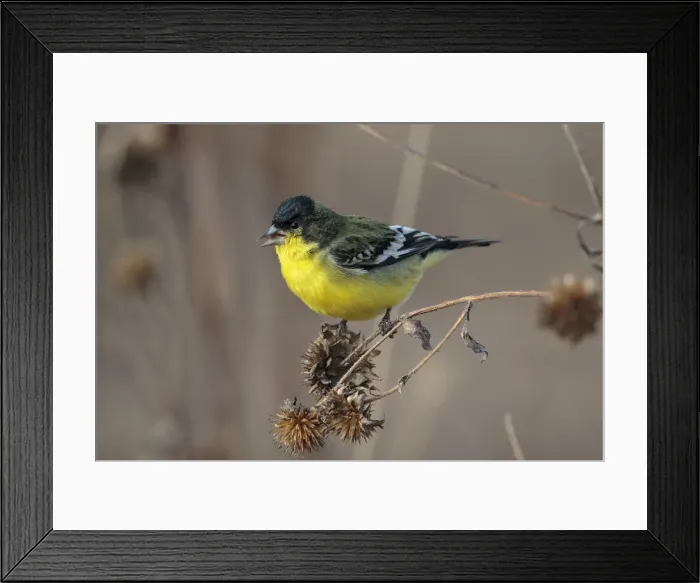 Framed Print : Picture No. 11992514 Framed Print : Picture No. 11992514