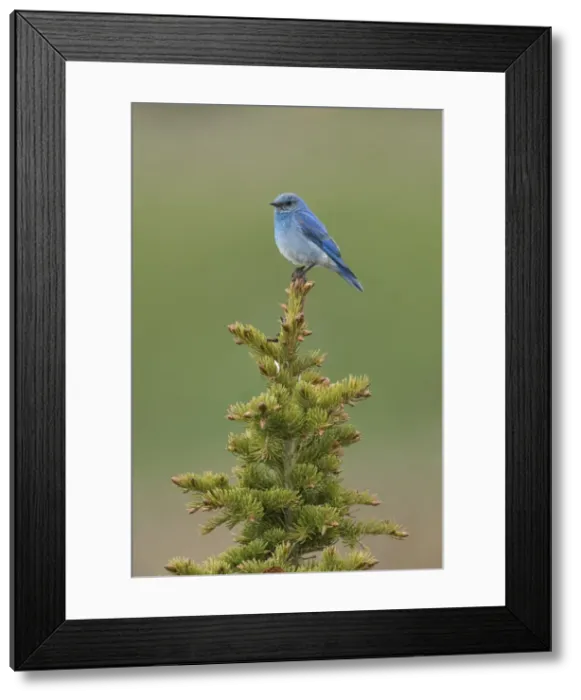 Framed Print : Picture No. 11992515 Framed Print : Picture No. 11992515