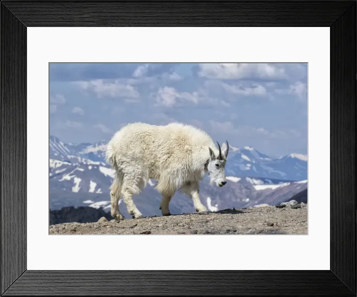 Framed Print : Picture No. 11992516 Framed Print : Picture No. 11992516