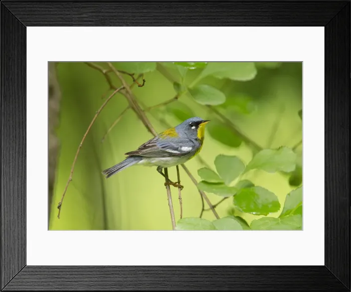Framed Print : Picture No. 11992517 Framed Print : Picture No. 11992517