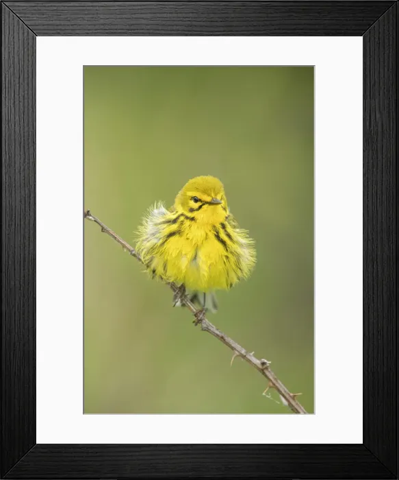 Framed Print : Picture No. 11992518 Framed Print : Picture No. 11992518