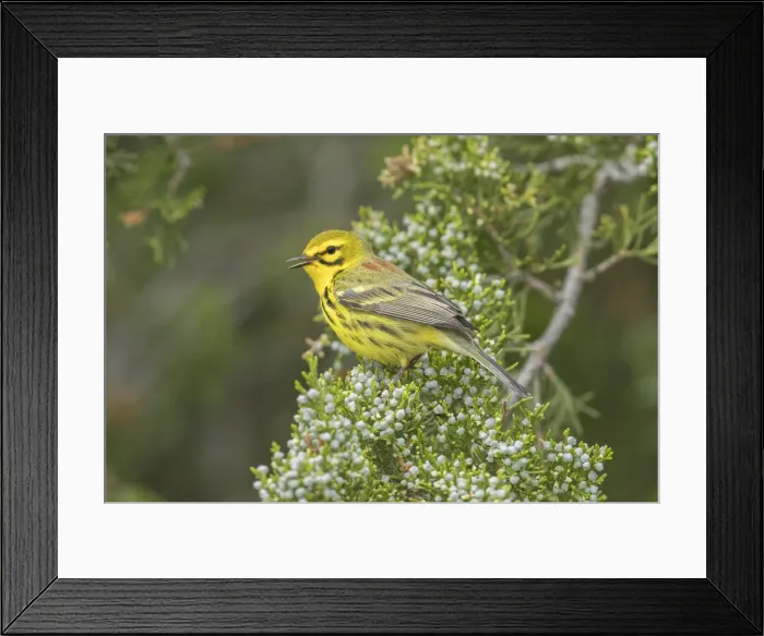 Framed Print : Picture No. 11992519 Framed Print : Picture No. 11992519