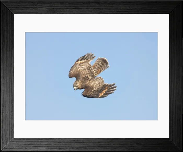 Framed Print : Picture No. 11992520 Framed Print : Picture No. 11992520