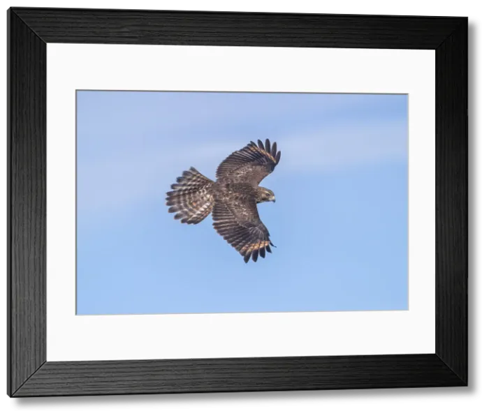 Framed Print : Picture No. 11992521 Framed Print : Picture No. 11992521