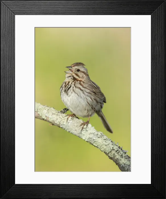 Framed Print : Picture No. 11992524 Framed Print : Picture No. 11992524