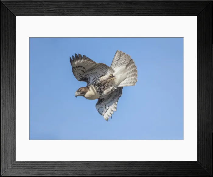 Framed Print : Picture No. 11992523 Framed Print : Picture No. 11992523