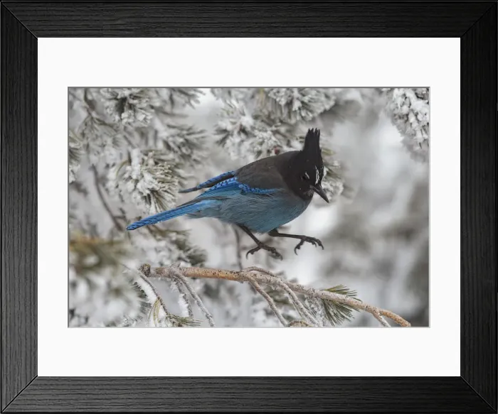 Framed Print : Picture No. 11992525 Framed Print : Picture No. 11992525