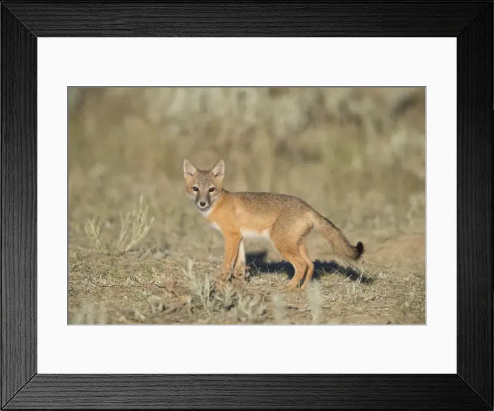 Framed Print : Picture No. 11992526 Framed Print : Picture No. 11992526