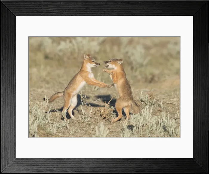 Framed Print : Picture No. 11992528 Framed Print : Picture No. 11992528