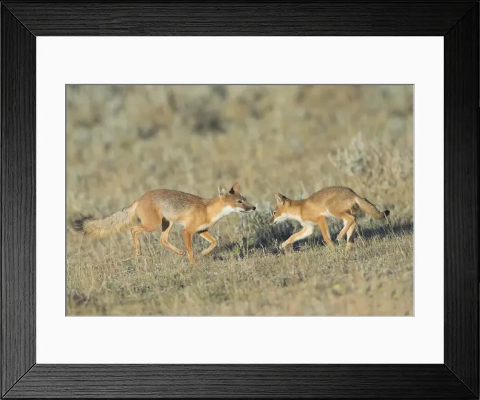 Framed Print : Picture No. 11992529 Framed Print : Picture No. 11992529