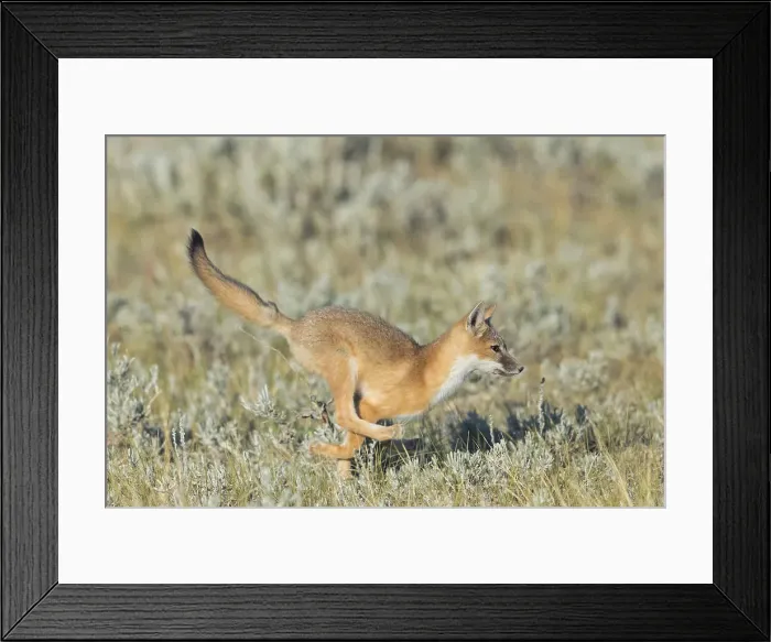 Framed Print : Picture No. 11992530 Framed Print : Picture No. 11992530