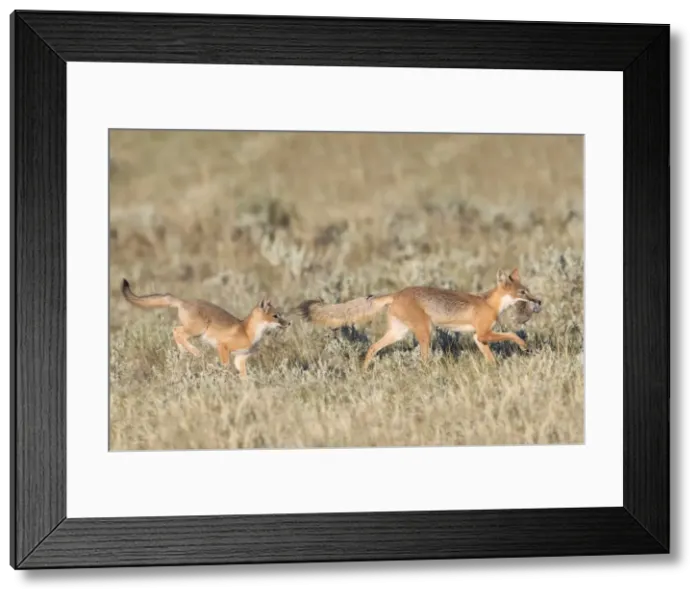 Framed Print : Picture No. 11992531