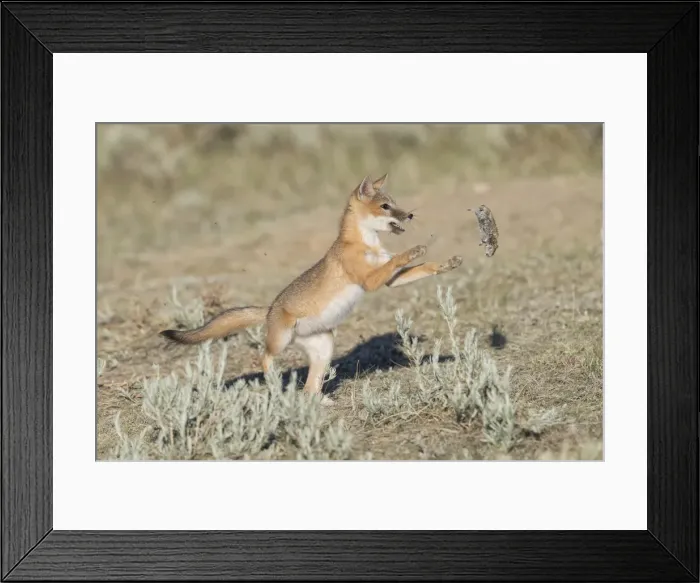 Framed Print : Picture No. 11992532 Framed Print : Picture No. 11992532
