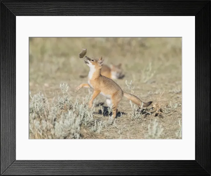 Framed Print : Picture No. 11992533 Framed Print : Picture No. 11992533