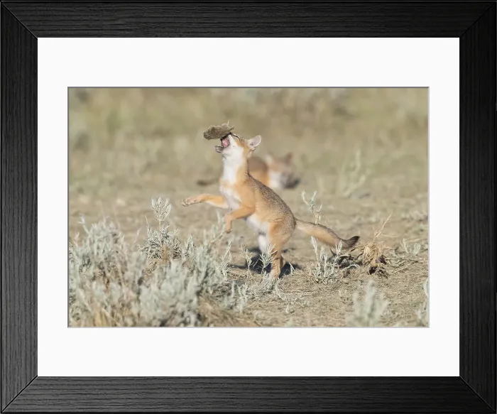 Framed Print : Picture No. 11992534 Framed Print : Picture No. 11992534