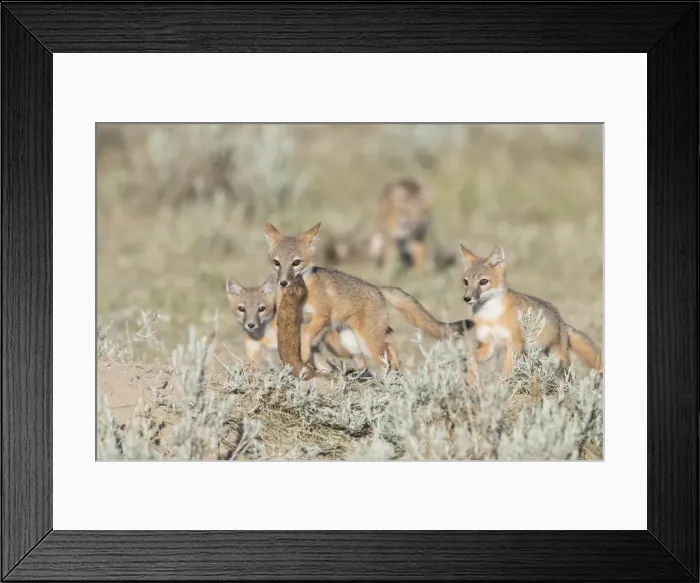 Framed Print : Picture No. 11992535 Framed Print : Picture No. 11992535