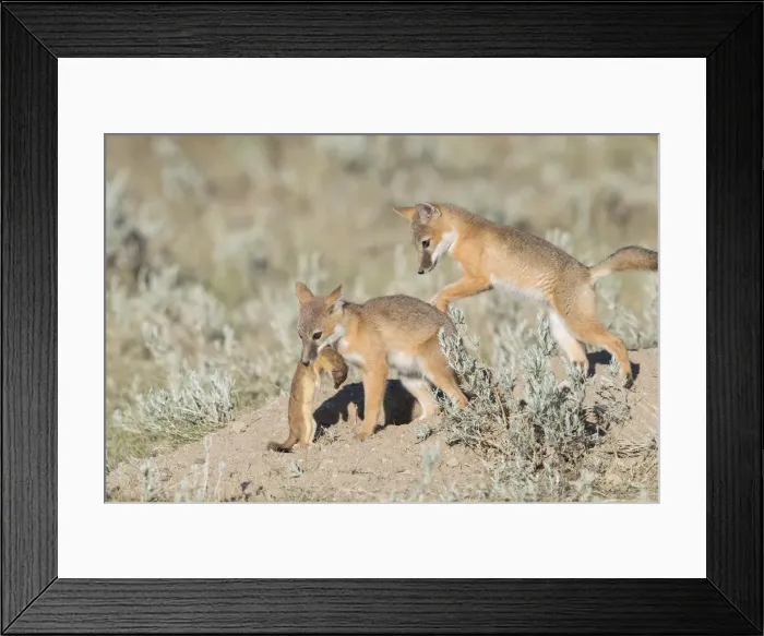 Framed Print : Picture No. 11992536 Framed Print : Picture No. 11992536