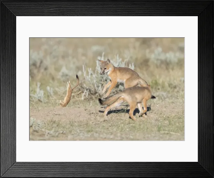 Framed Print : Picture No. 11992537 Framed Print : Picture No. 11992537
