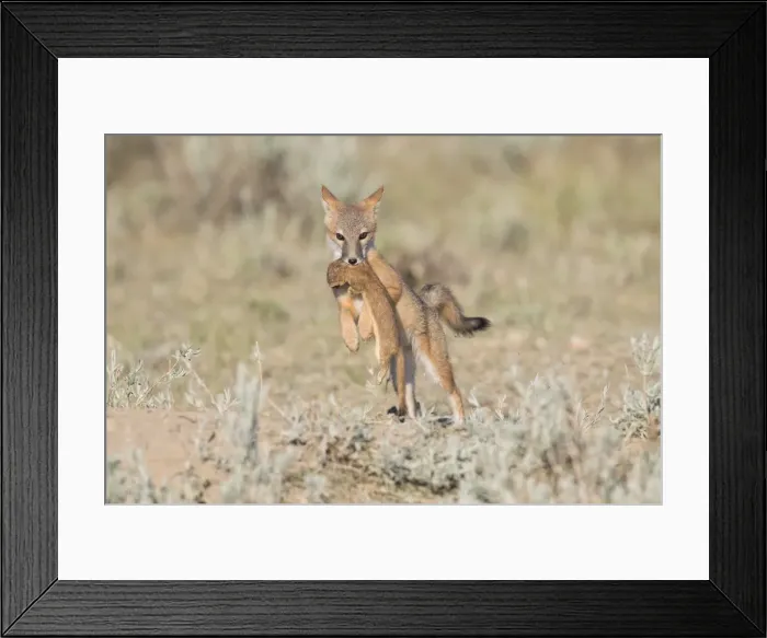 Framed Print : Picture No. 11992538 Framed Print : Picture No. 11992538