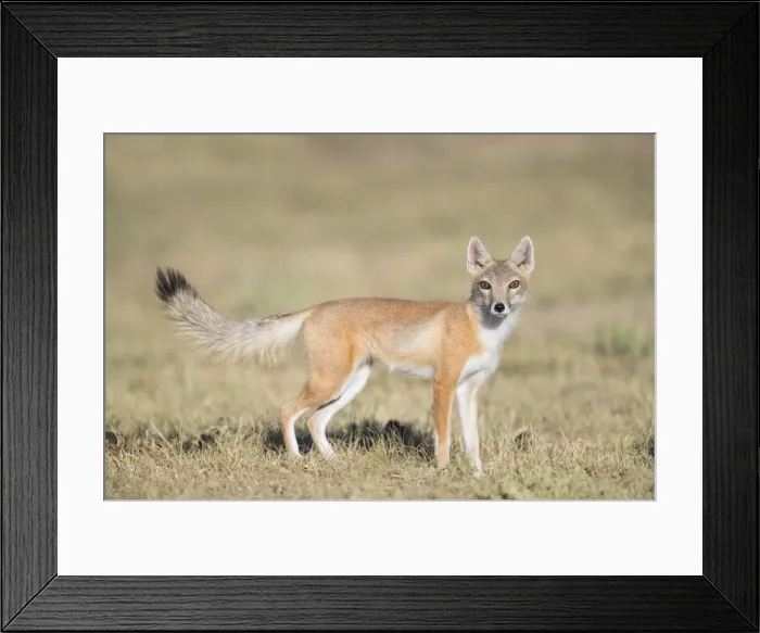 Framed Print : Picture No. 11992539 Framed Print : Picture No. 11992539