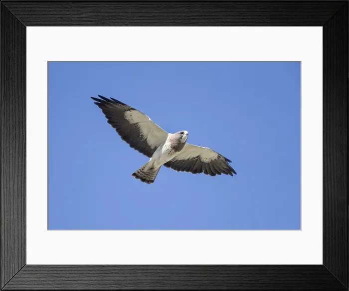Framed Print : Picture No. 11992541 Framed Print : Picture No. 11992541