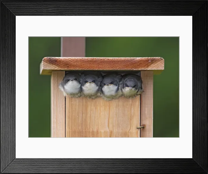 Framed Print : Picture No. 11992545 Framed Print : Picture No. 11992545