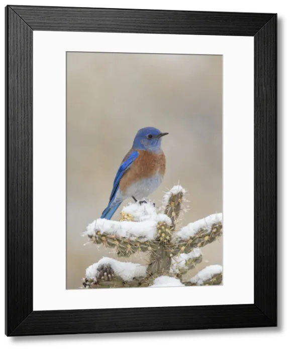 Framed Print : Picture No. 11992546 Framed Print : Picture No. 11992546