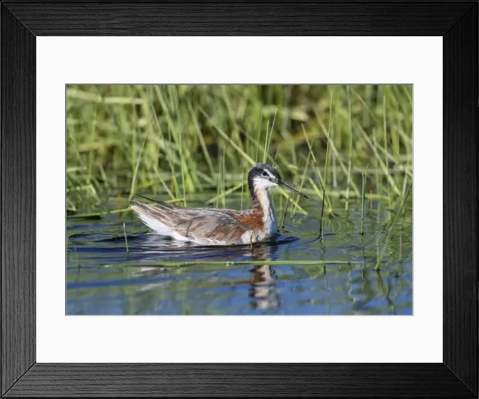 Framed Print : Picture No. 11992548 Framed Print : Picture No. 11992548