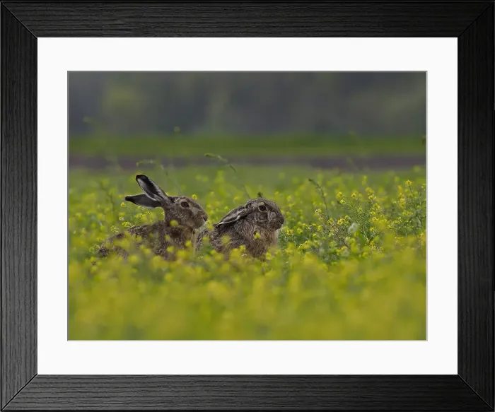 Framed Print : Picture No. 11992550 Framed Print : Picture No. 11992550