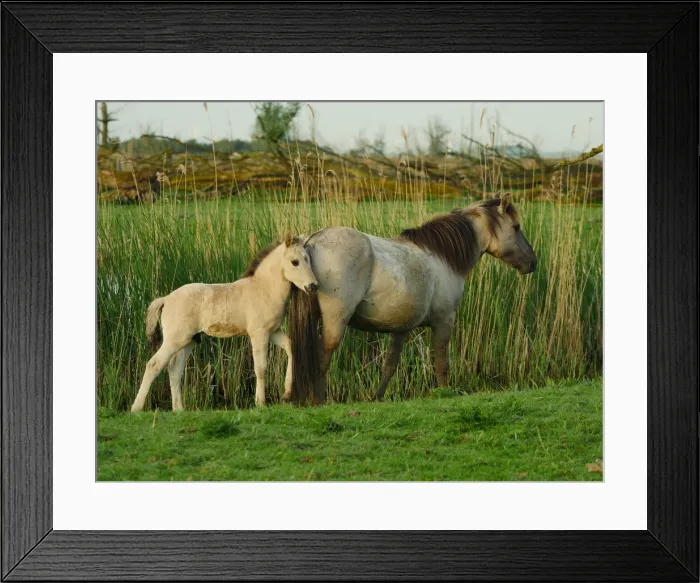 Framed Print : Picture No. 11992551 Framed Print : Picture No. 11992551