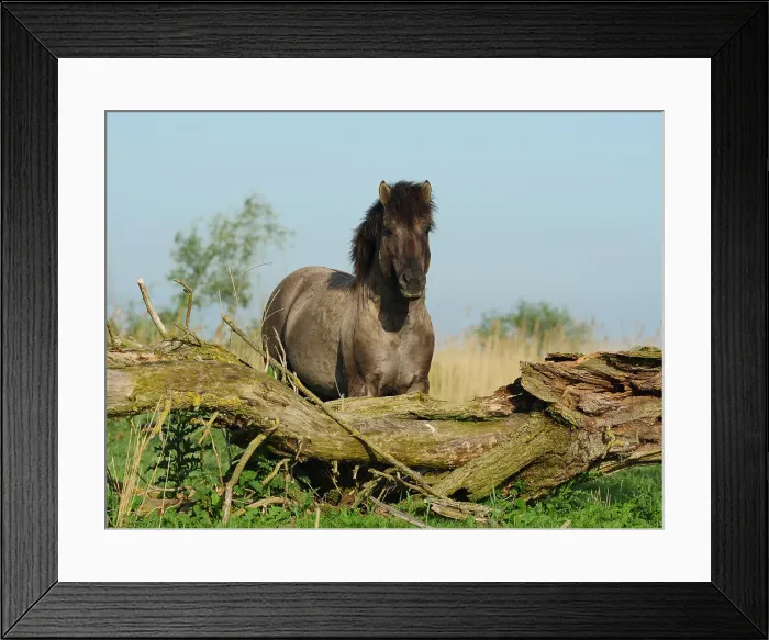 Framed Print : Picture No. 11992552 Framed Print : Picture No. 11992552