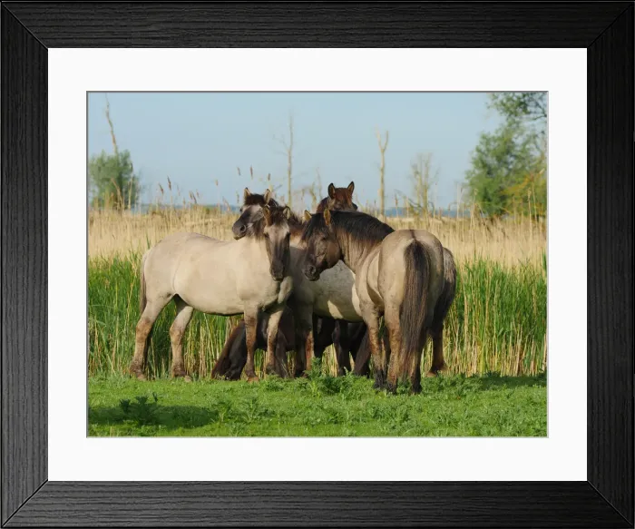 Framed Print : Picture No. 11992553 Framed Print : Picture No. 11992553