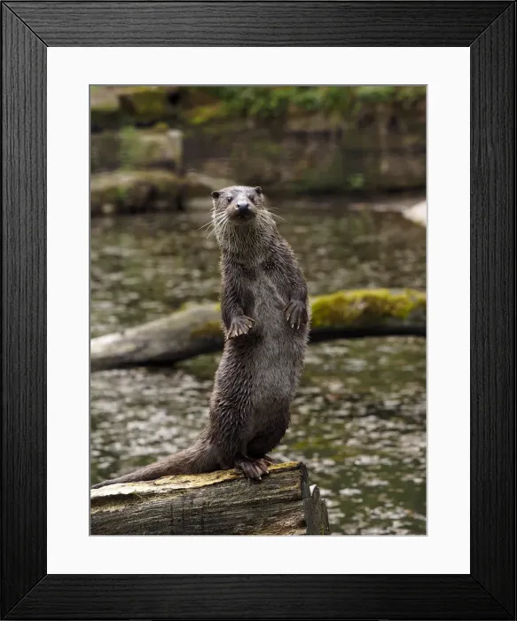 Framed Print : Picture No. 11992554 Framed Print : Picture No. 11992554