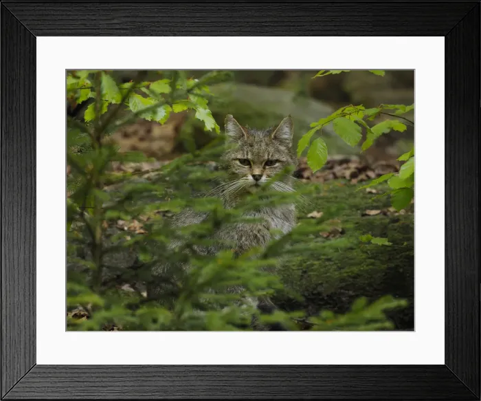 Framed Print : Picture No. 11992557 Framed Print : Picture No. 11992557