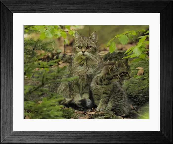 Framed Print : Picture No. 11992558 Framed Print : Picture No. 11992558