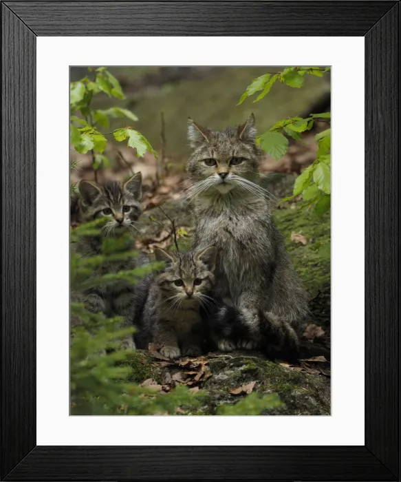 Framed Print : Picture No. 11992559 Framed Print : Picture No. 11992559